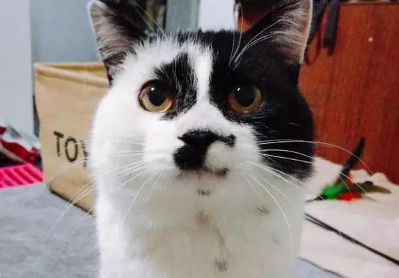 猫猫为何喜欢闻主人的脚气味（揭开猫咪闻脚背后的秘密）