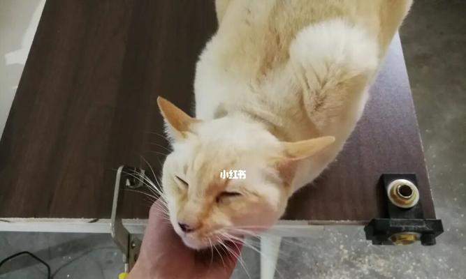 猫猫为何喜欢闻主人的脚气味（揭开猫咪闻脚背后的秘密）