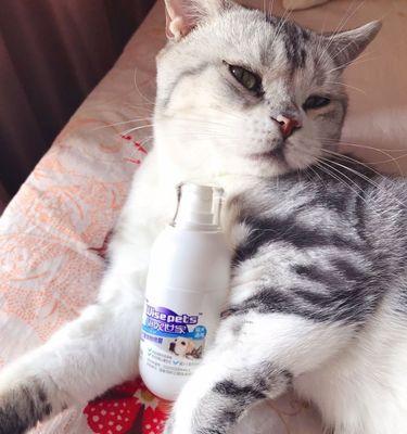 宠物猫中毒后吐怎么办（应对宠物中毒事件的8个方法）