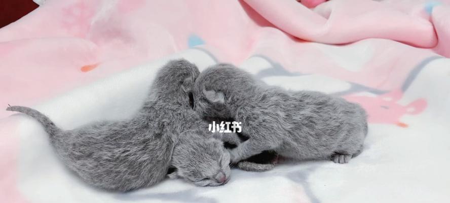 宠物猫中毒后吐怎么办（应对宠物中毒事件的8个方法）