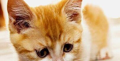 宠物猫中毒后吐怎么办（应对宠物中毒事件的8个方法）