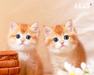 宠物猫的颜色辨识能力（揭秘猫咪的神奇感官世界）