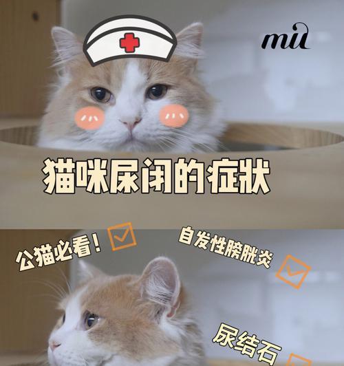 用猫尿闭喂药（以宠物为主的药物喂养方式）