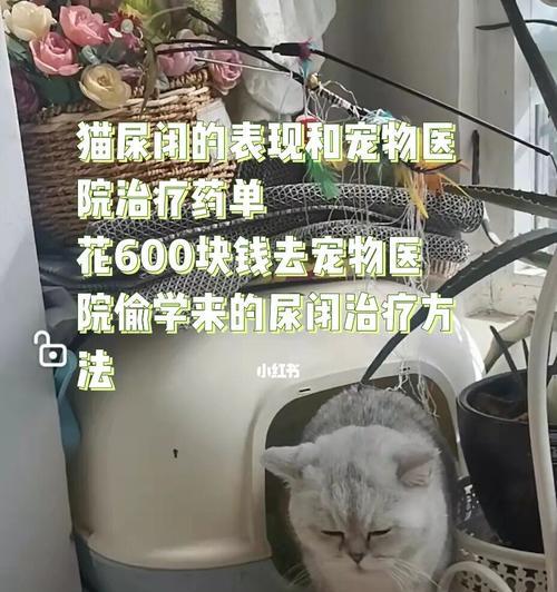 用猫尿闭喂药（以宠物为主的药物喂养方式）