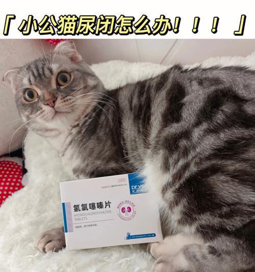 用猫尿闭喂药（以宠物为主的药物喂养方式）