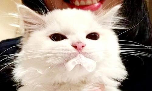 为什么你的宠物会频繁呕吐（解析宠物呕吐的原因及应对措施）
