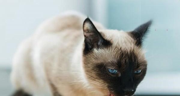 宠物猫呕吐流鼻涕怎么办（治疗猫呕吐流鼻涕的有效药物推荐）
