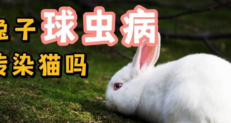 猫球虫传染方式详解（保护宠物健康）