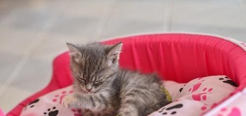 猫球虫传染方式详解（保护宠物健康）