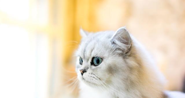 小猫肾不好，宠物健康大事（了解猫肾疾病及其对宠物的影响）
