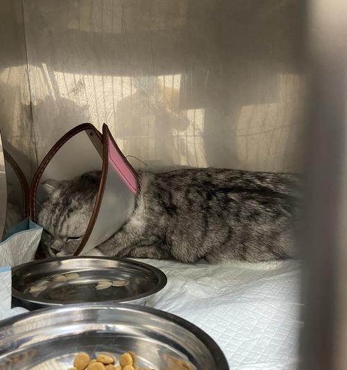 小猫肾不好，宠物健康大事（了解猫肾疾病及其对宠物的影响）
