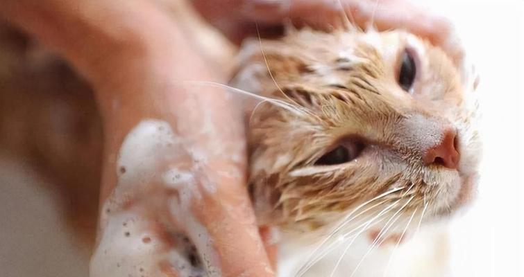 猫生完小猫对宠物及家庭的影响剖析（探究猫生育后对宠物健康）