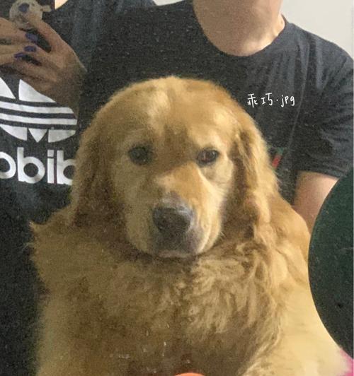 宠物狗狗为何大发抖（探究狗狗在不同情况下的颤抖原因和应对方法）