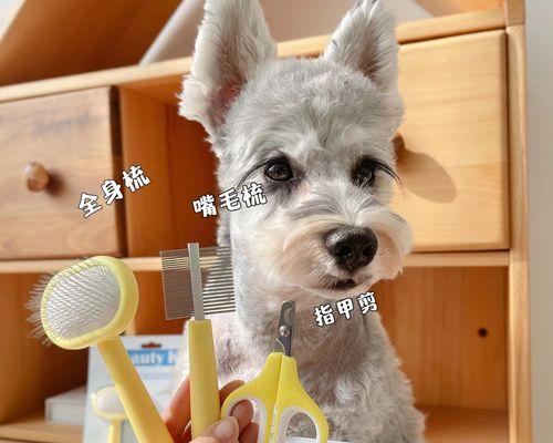 狗狗配狗过程图解（了解宠物繁殖的基本流程与技巧）