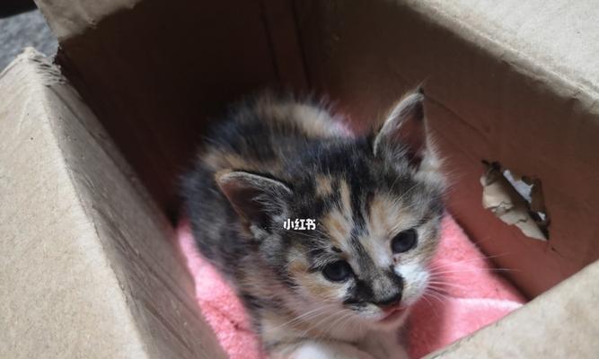 我要领养猫咪咪-给爱宠一个温暖的家（领养猫咪需要注意什么）