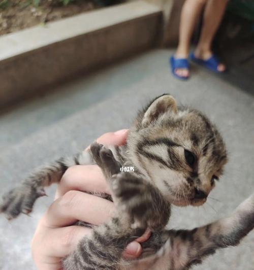 我要领养猫咪咪-给爱宠一个温暖的家（领养猫咪需要注意什么）