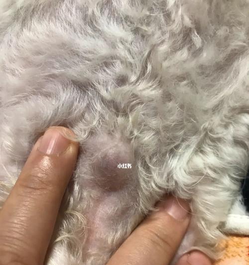 狗狗突然无法呼吸（宠物主人必看）