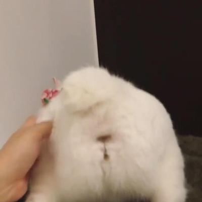狗狗突然无法呼吸（宠物主人必看）