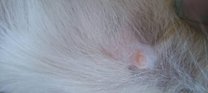 狗狗乳头发炎，如何应对（宠物乳头护理的必要性与方法）