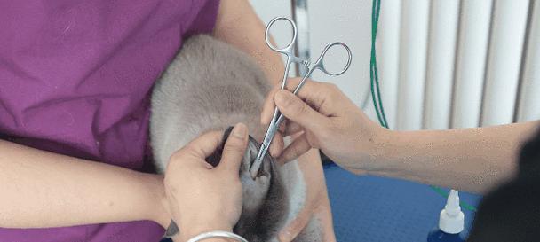 小猫抽出肛门线的急救手册（以宠物为主）