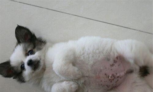 小猫抽出肛门线的急救手册（以宠物为主）