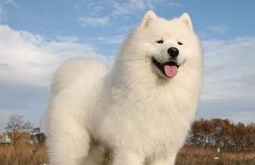 狗狗的最温柔之处（探寻狗狗温柔的源头）