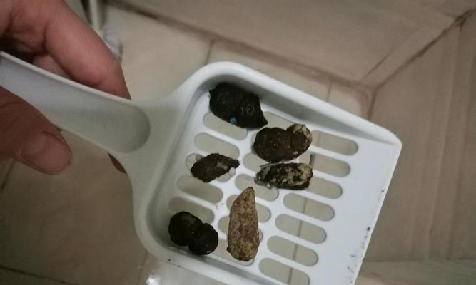 小猫便秘，该如何解决（宠物健康重要）