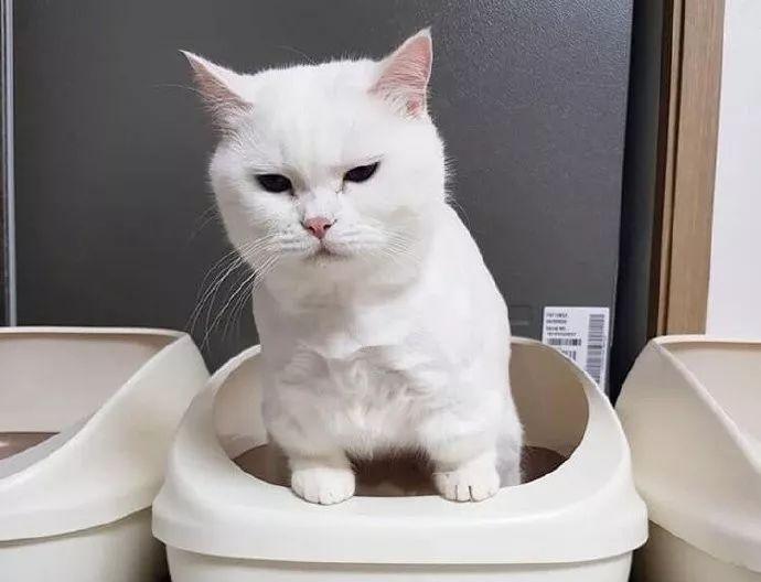 小猫便秘，该如何解决（宠物健康重要）