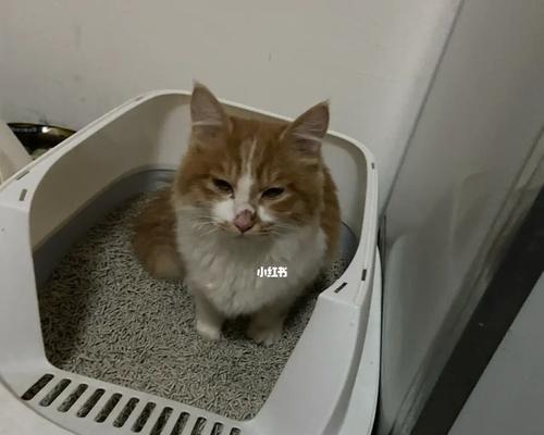 小猫便秘，该如何解决（宠物健康重要）