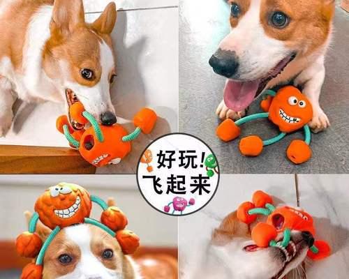 狗狗为什么喜欢磨牙（探究狗狗磨牙的原因及解决方法）
