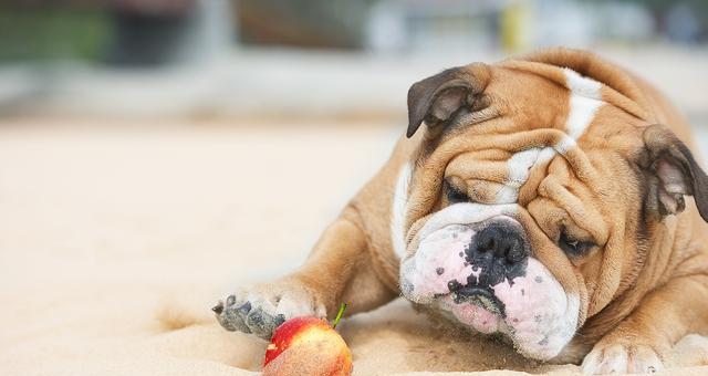 狗狗的主食应以生肉为主（为宠物犬提供最优质的营养来源）