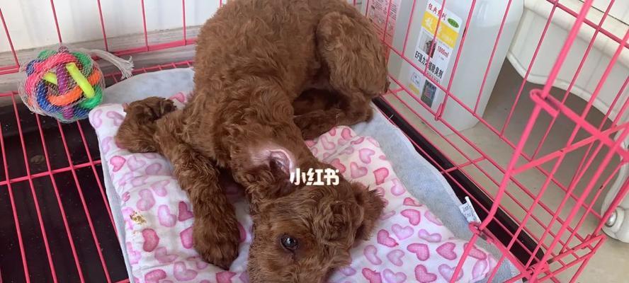 以狗狗血清打皮下——最新宠物免疫方法（打狗狗皮下免疫）