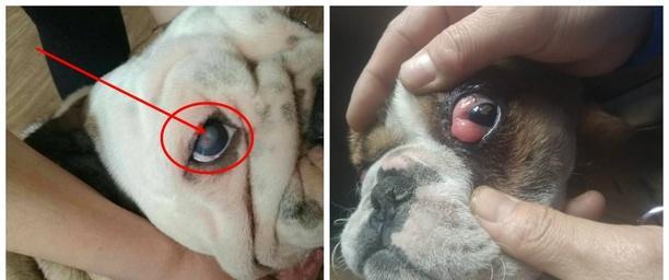 宠物狗狗患上息肉，如何预防和治疗？