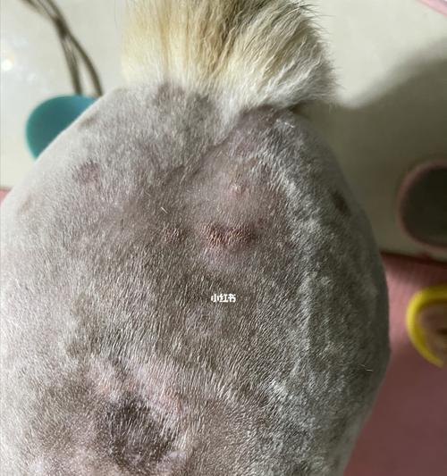 如何应对狗狗药浴后的反应（预防）
