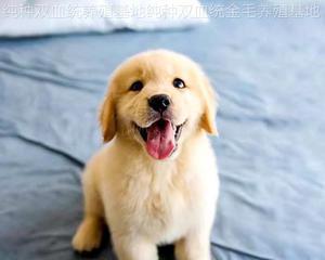 宠物狗一年龄相当于人类几岁（探究狗狗的年龄计算方式）