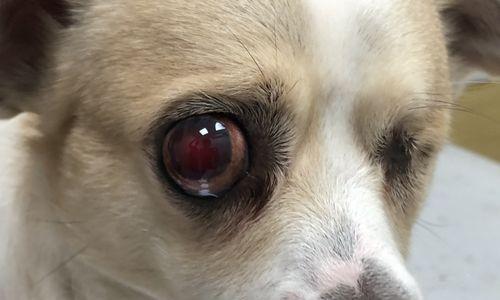 狗狗的眼睛保健（以宠物为主）