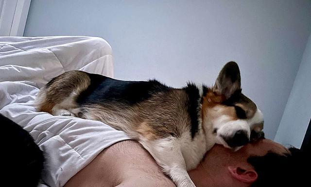 狗狗的睡眠习惯与必备睡眠环境（探寻狗狗最佳睡眠场所及注意事项）