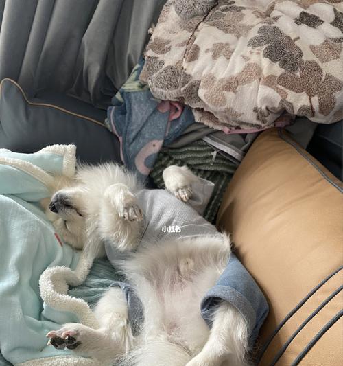 狗狗的睡眠习惯与必备睡眠环境（探寻狗狗最佳睡眠场所及注意事项）