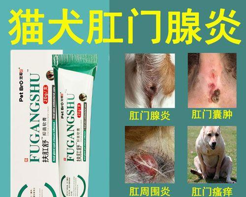 狗狗为何总是脸擦地（揭秘狗狗脸擦地的原因和应对方法）