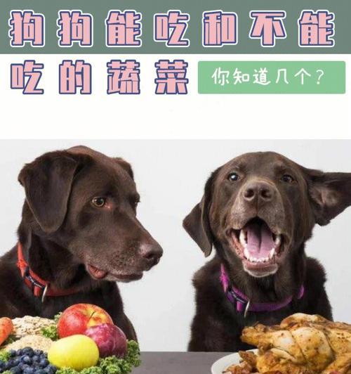 宠物护火（以狗降火吃什么好）