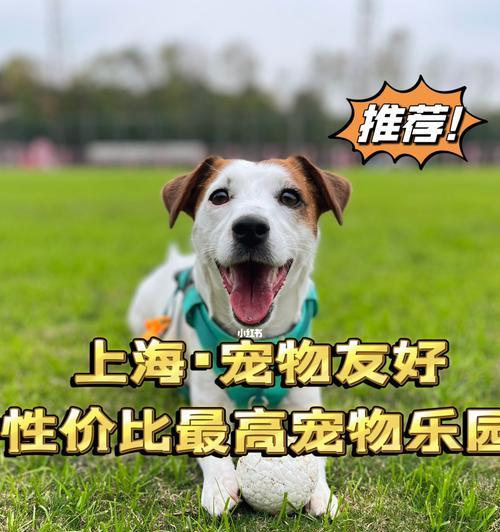 狗可以吃什么草（宠物饮食小知识）