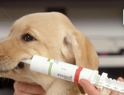 如何让宠物狗健康地驱虫（以狗驱虫虫）