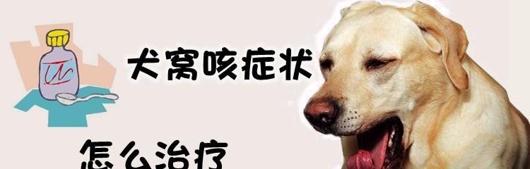 狗犬窝咳的饮食养护（以宠物为主）