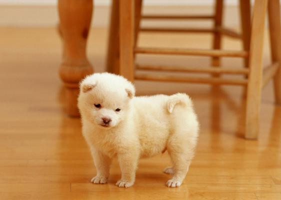 宠物犬的美妙世界（以狗为伴）
