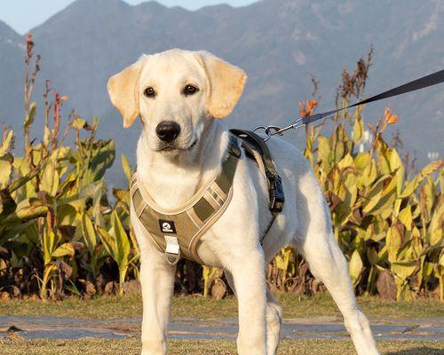 宠物犬的美妙世界（以狗为伴）