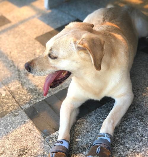 狗的行走习惯（从宠物狗的走路方式看健康与情绪）