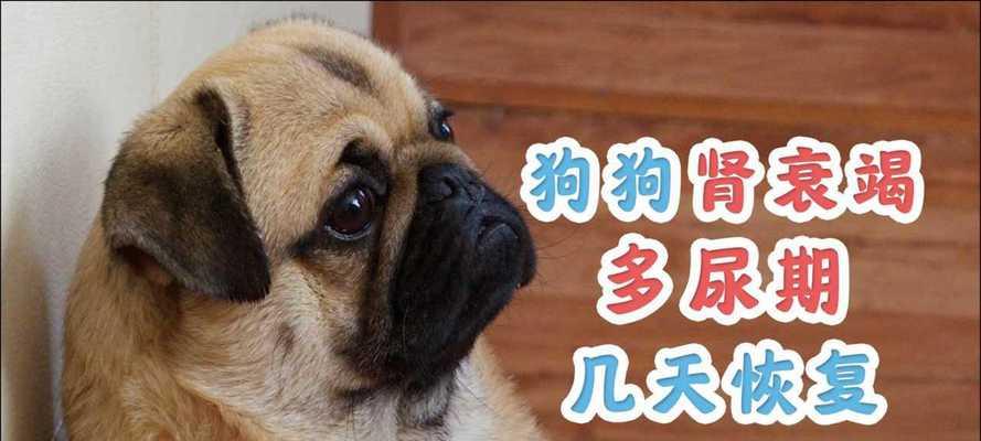 宠物肾衰竭——狗的常见病症（从原因、症状到治疗）