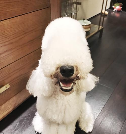 狗修毛，让宠物更健康（为什么要给狗修毛）