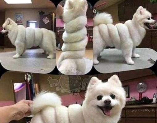 狗修毛，让宠物更健康（为什么要给狗修毛）