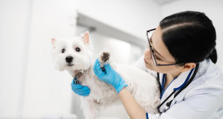 以狗咬打针的费用为主题的宠物医疗指南（了解狗咬打针需要支付的费用以及相关的宠物医疗信息）